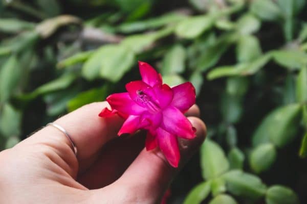 Ca urmare, planta își pierde frunzele și poate muri complet. Această schimbare în udare este suficientă, iar copacul decembrie va deveni din nou verde și va înflori din nou