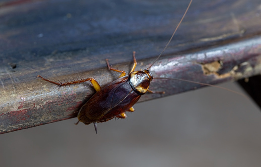 Gândaci maro, ageri în casă? Scapa repede de ei