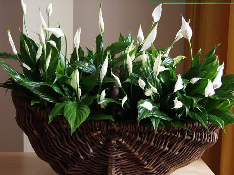 Fierbe apă spathiphyllum. În 2 săptămâni, planta va deveni verde și va fi într-o stare mai bună. Aer condiționat de casă care salvează spathiphyllum