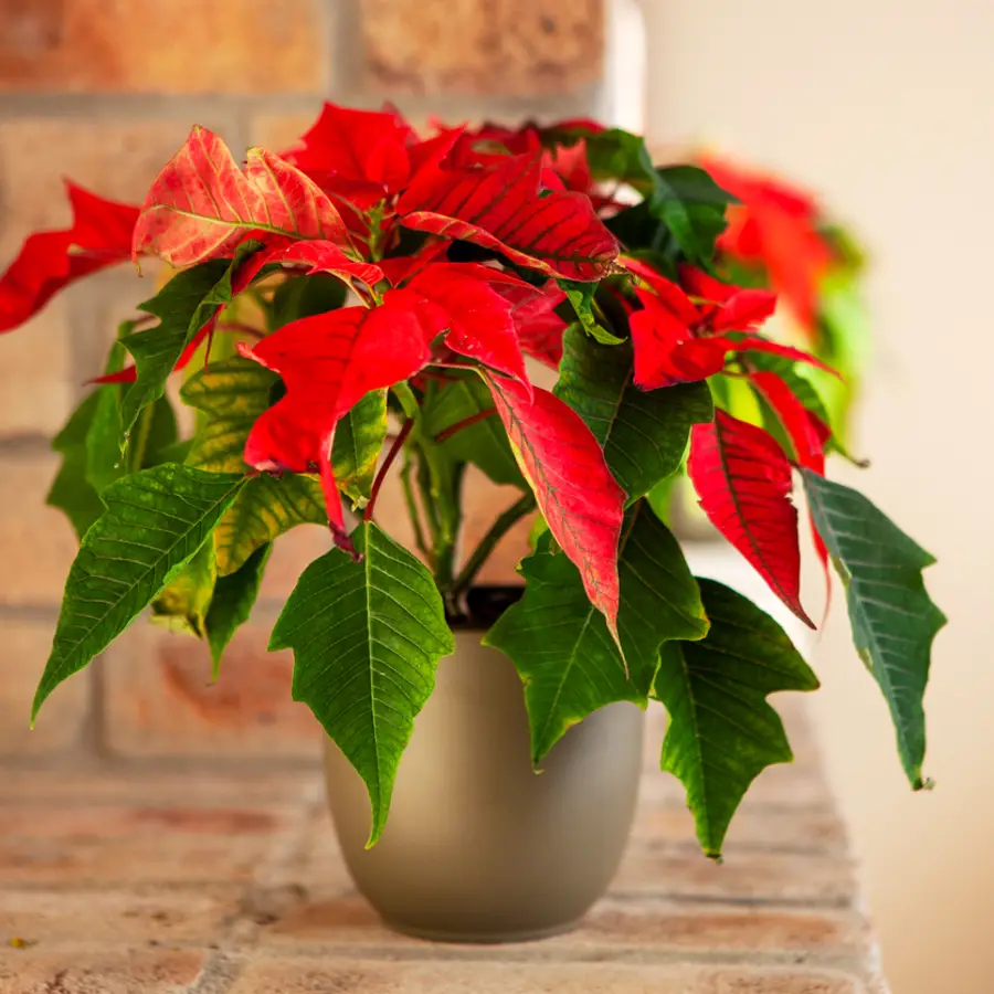 poinsettia