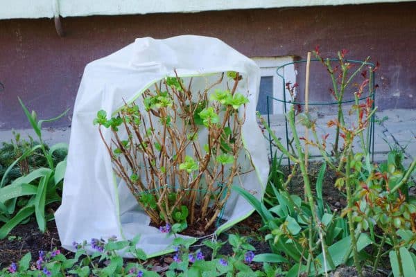 Faceți acest lucru cu hortensia înainte de a o acoperi. Datorită acestui fapt, primăvara va înflori mai repede, iar florile sale vor fi mai mari. Hortensii de iarnă