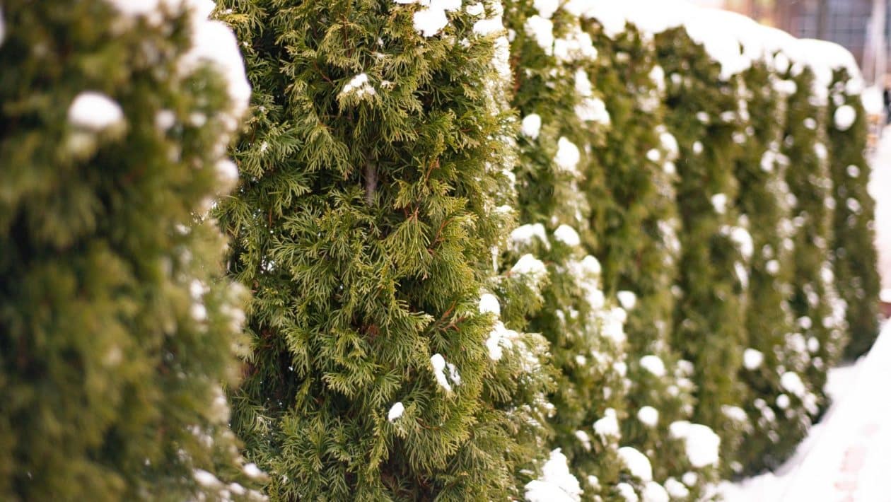 Un prieten grădinar mi-a arătat cum să acopăr corect tufișurile pentru iarnă. Acesta este singurul mod de a proteja hortensii și thuja. Fără el, plantele nu vor supraviețui înghețurilor. Plante de iarnă în grădină