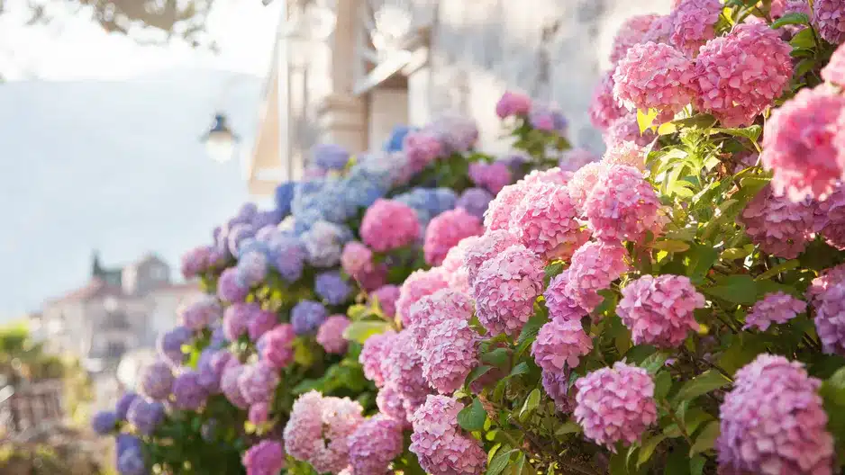 Hortensia te va incanta primavara. Va fi plin de flori.