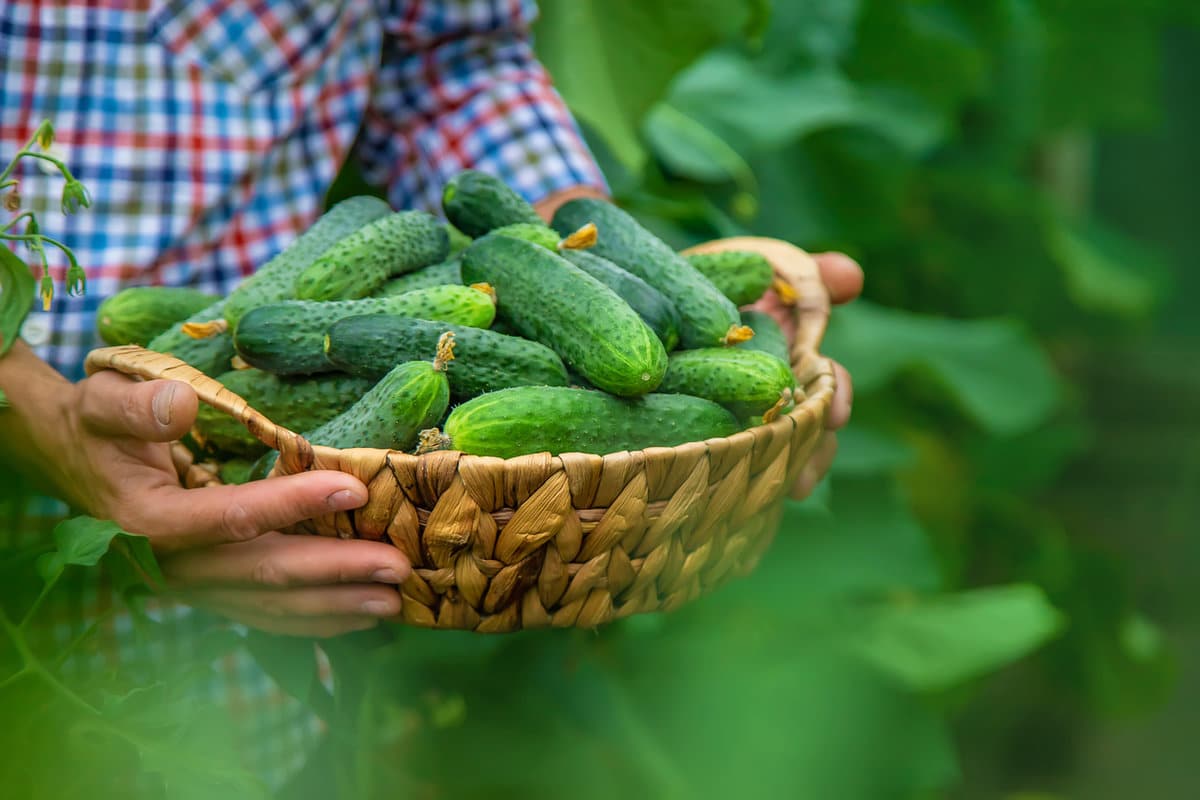 Nu depozitați aceste legume la frigider! Își vor pierde aroma și valoarea nutritivă.