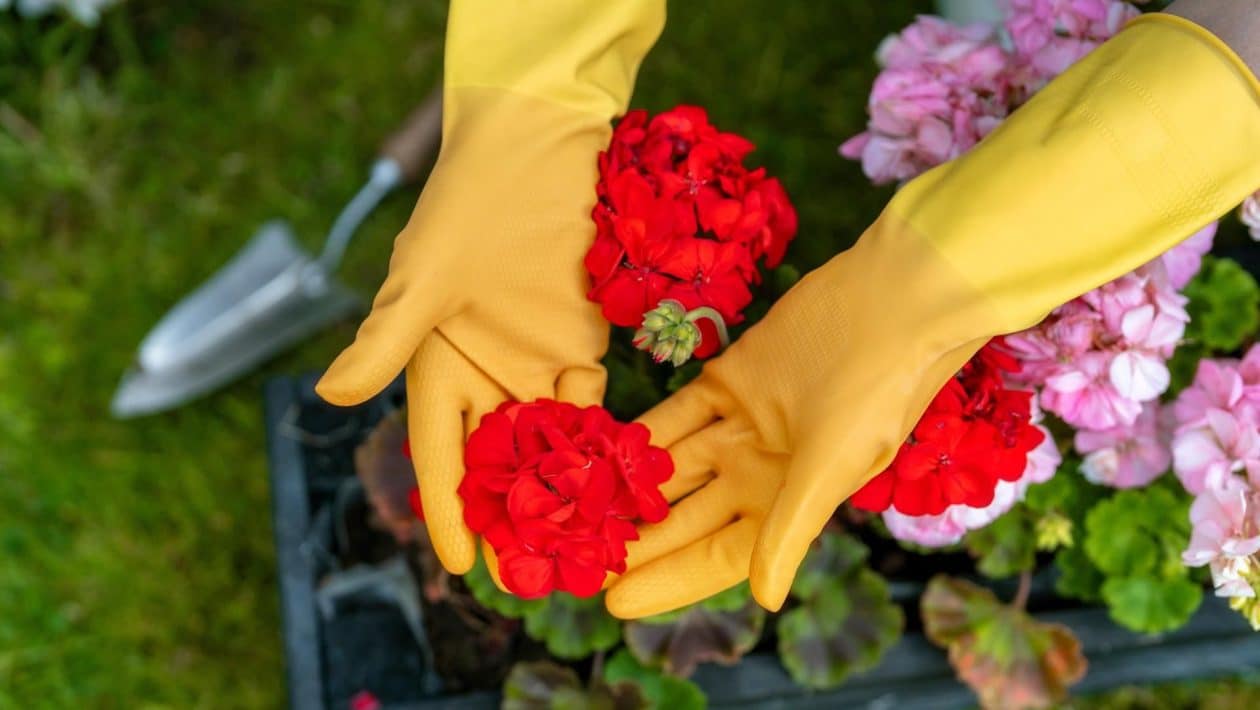 Hazlo con geranios en enero. Las flores florecen profusamente en verano. Cuidando los geranios en invierno.