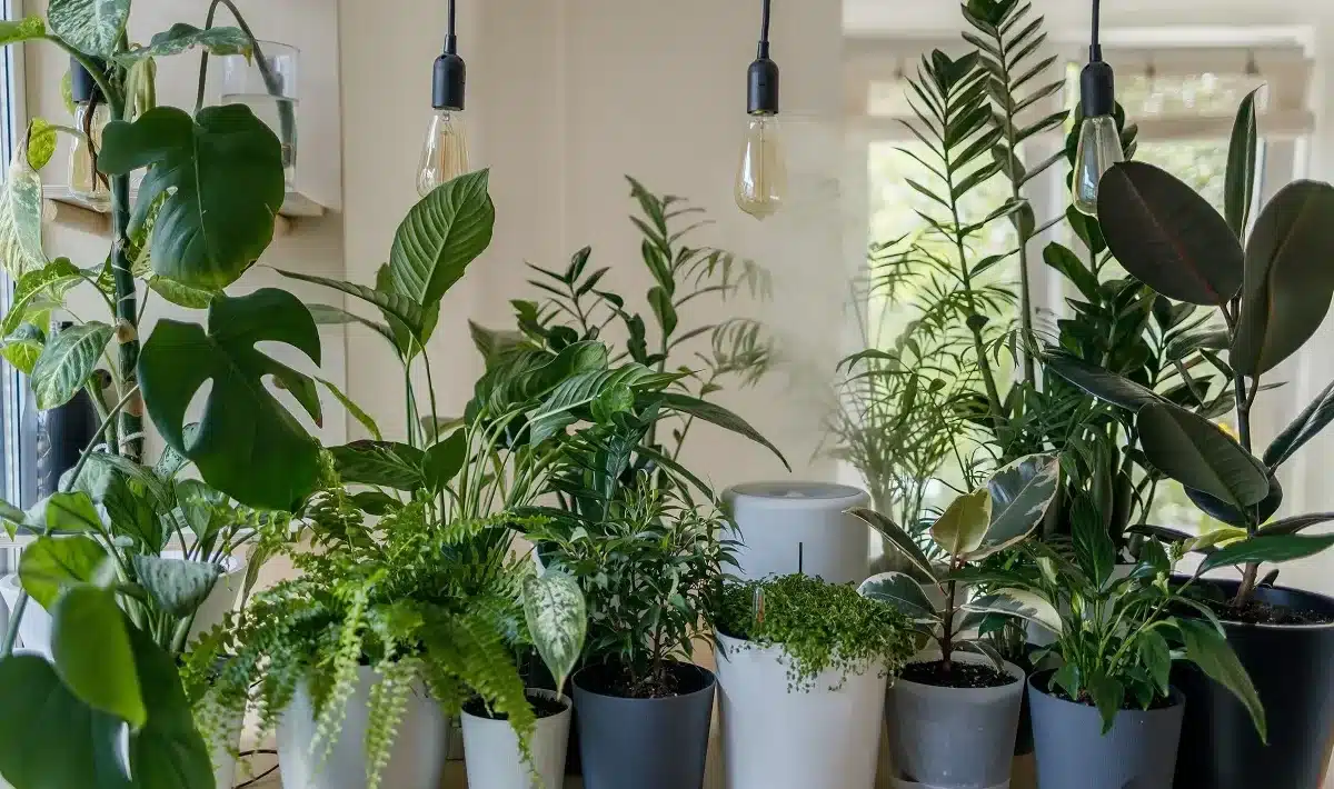 Potted Plants That Get Rid of Mold and Moisture in Your Apartment