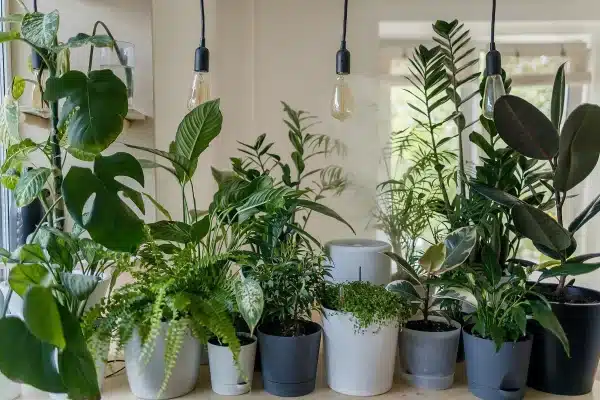 Potted Plants That Get Rid of Mold and Moisture in Your Apartment