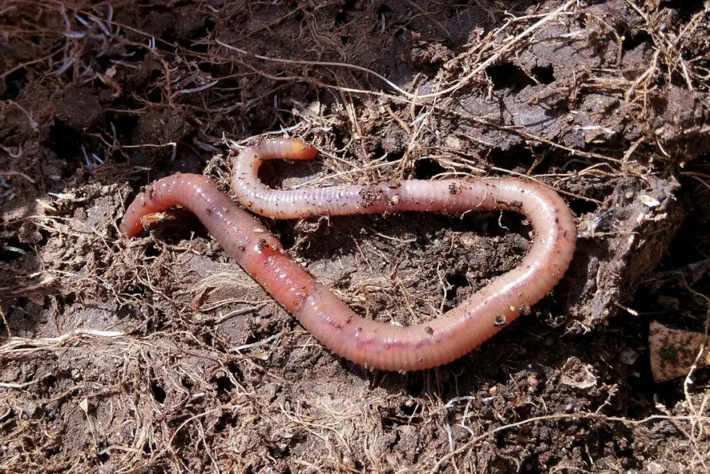 Viermii plati carnivori locuiesc deja in Romania. Invazia se răspândește în toată Europa