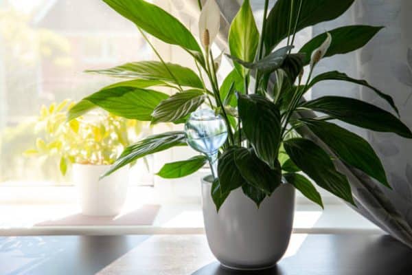 Spathiphyllum - un absorbant natural de umiditate