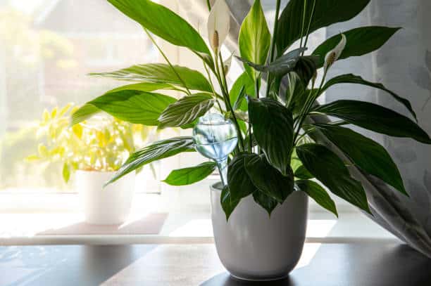 Spathiphyllum - un absorbant natural de umiditate