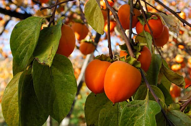 Persimmons nu numai că nu te îngrașă, ci și te ajută să slăbești.