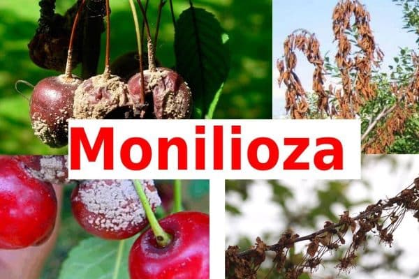 Monilioza pomilor fructiferi: cum să tratezi grădina pentru ca recolta să nu putrezească