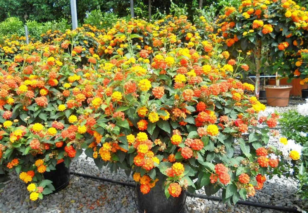 lantana