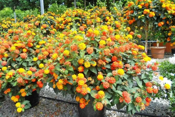 lantana