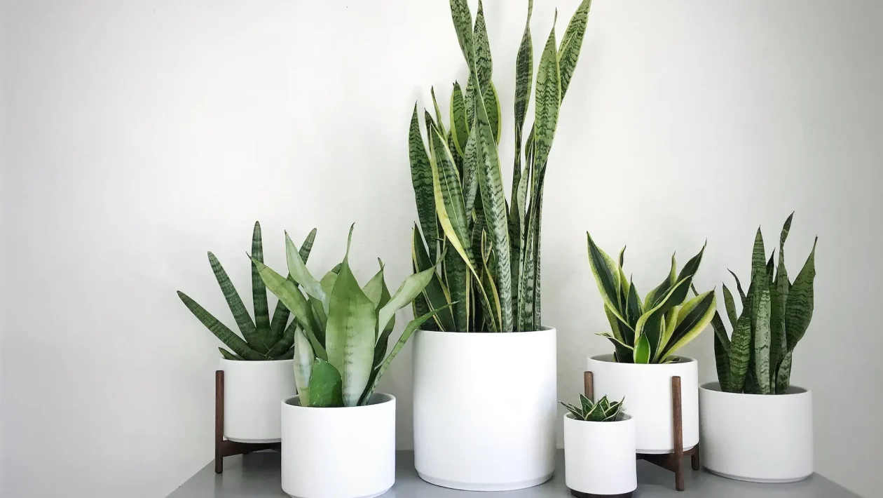 sansevieria