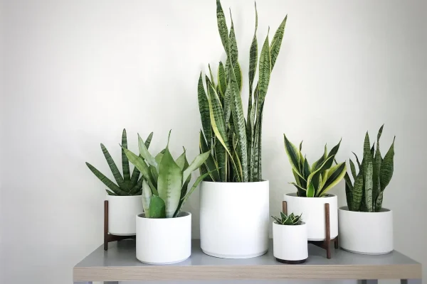 sansevieria