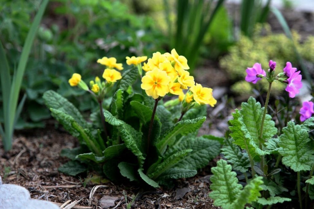 Cerințe și îngrijire pentru primula în ghiveci. Le puteți prelungi timpul de înflorire.