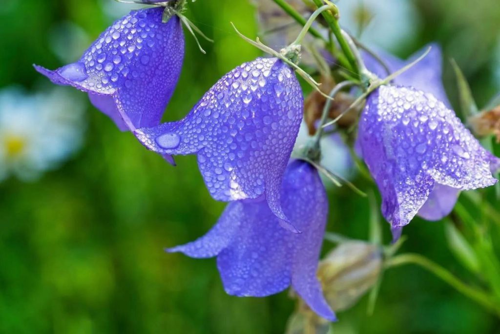 O plantă perenă fermecătoare pentru margini și locuri inestetice din grădină. Campanula gargantua - creștere și utilizare