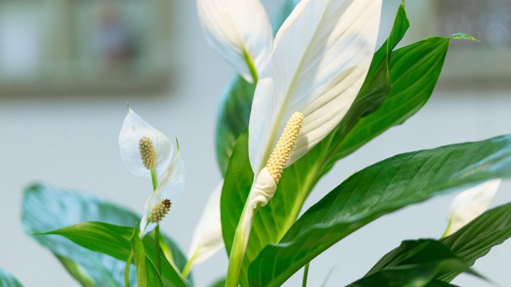 Acesta este cel mai bun moment pentru repotarea unui spathiphyllum. Va crește ca un nebun.