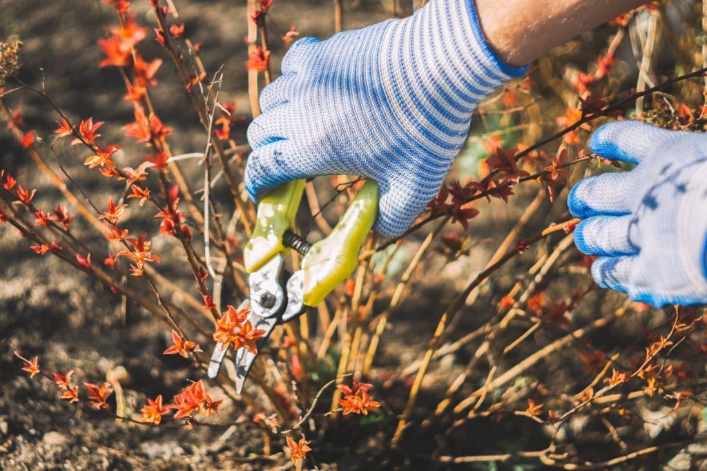 Dacă aveți plante și arbuști în casă, iată pe care trebuie să le tăiați înainte de sfârșitul lunii februarie.