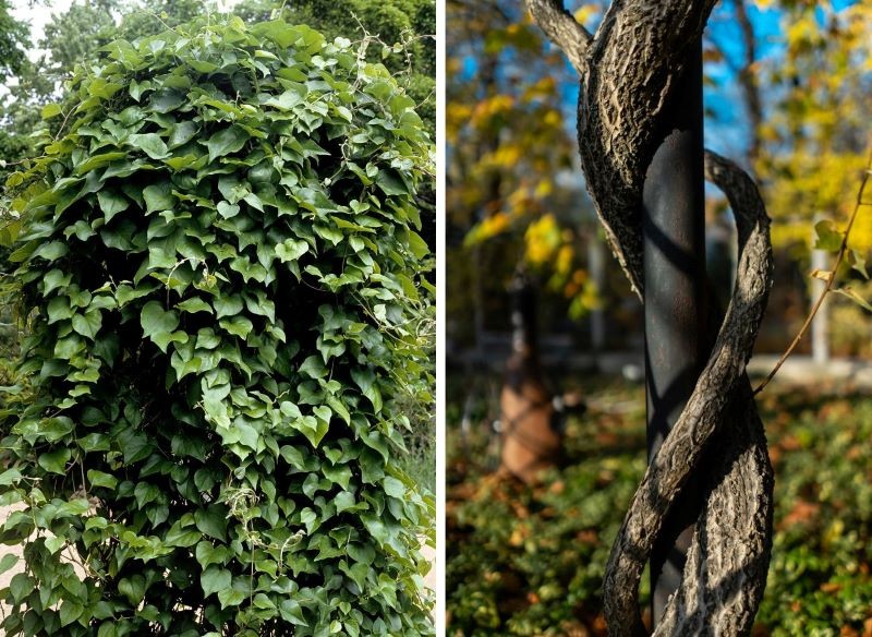 Această plantă va fi interzisă în curând. Creste in multe gradini din Romania.