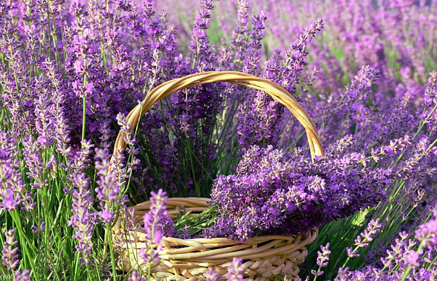 Un truc pentru a propaga lavanda prin butași și a obține o plantă plină de flori