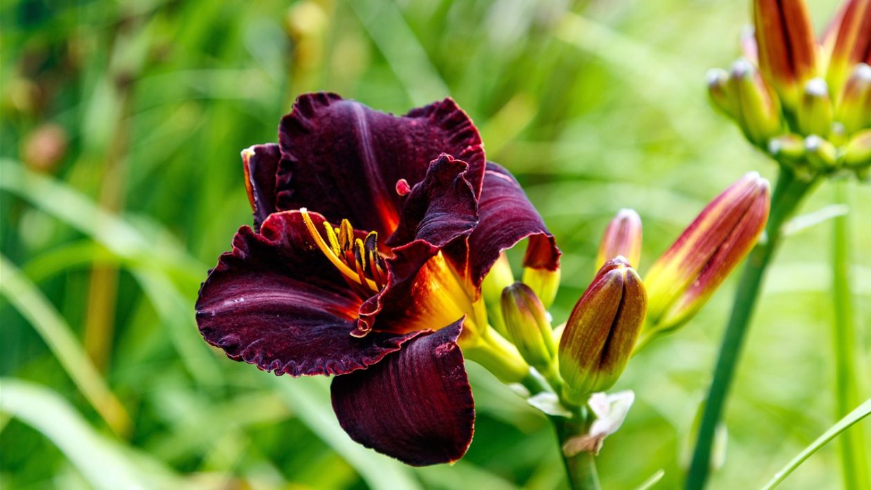 Daylily