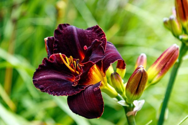 Daylily