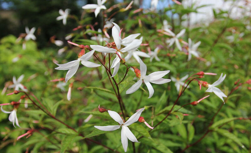 O plantă perenă cu înflorire abundentă pentru paturi de flori umbrite. Gillenia trifoliata