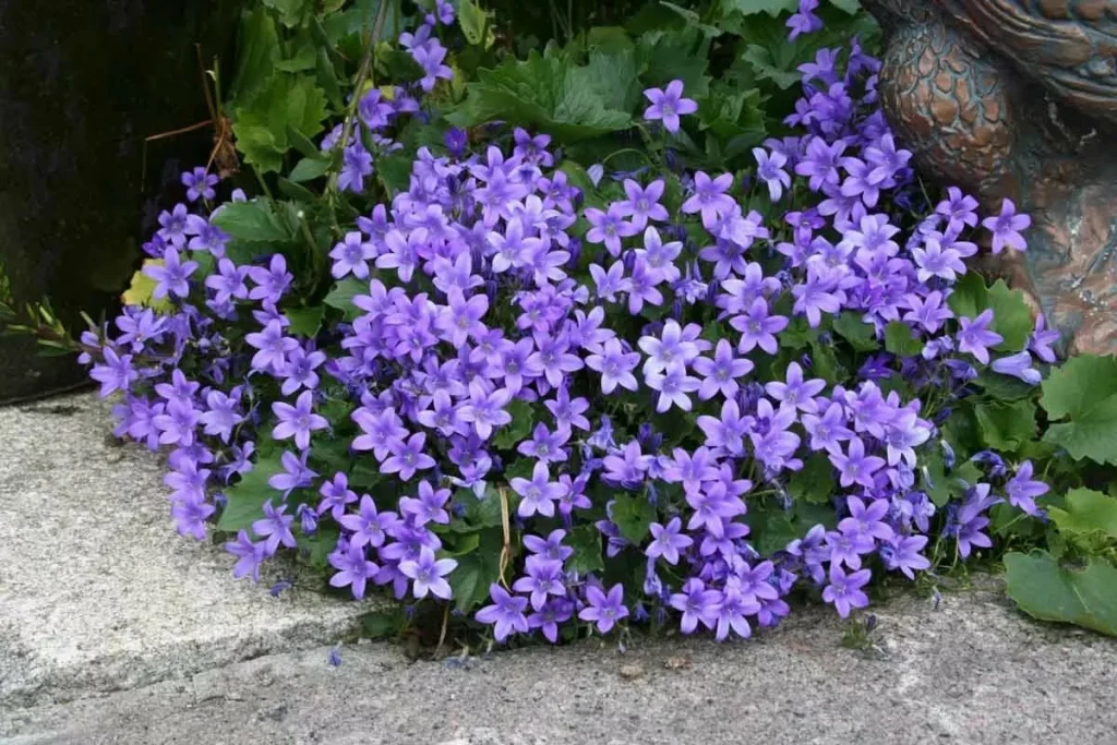 O plantă perenă fermecătoare pentru margini și locuri inestetice din grădină. Campanula gargantua - creștere și utilizare