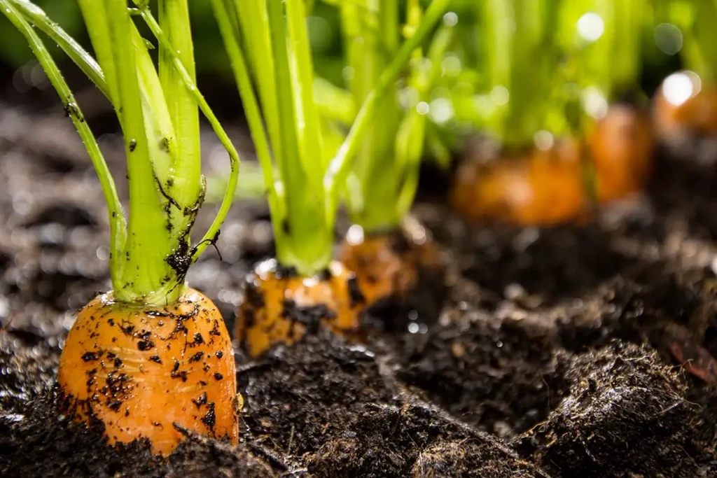 Ce plante pot fi plantate lângă păpădie în februarie?