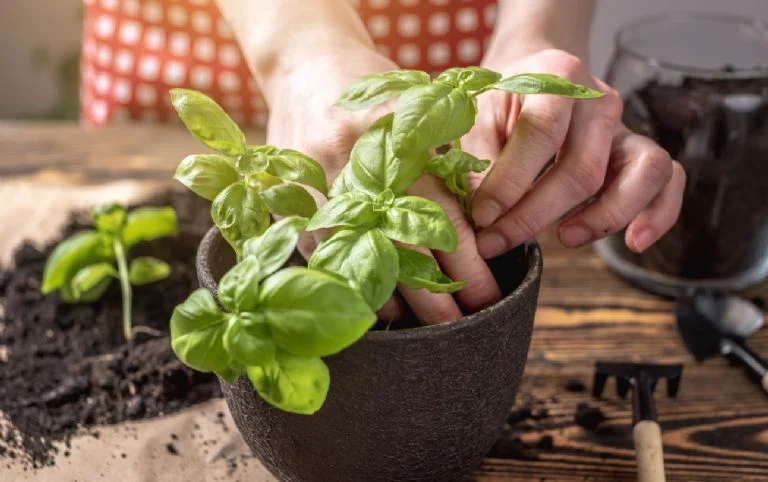 Cum să reînvie busuiocul când plantele moare