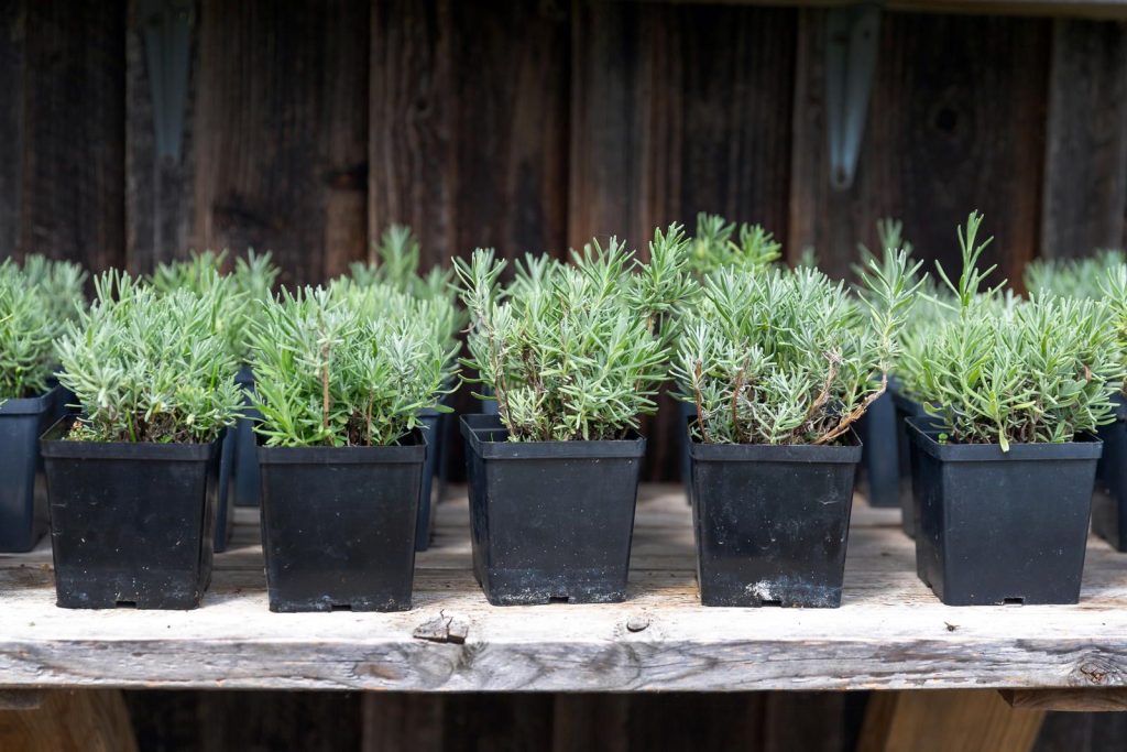 Un truc pentru a propaga lavanda prin butași și a obține o plantă plină de flori