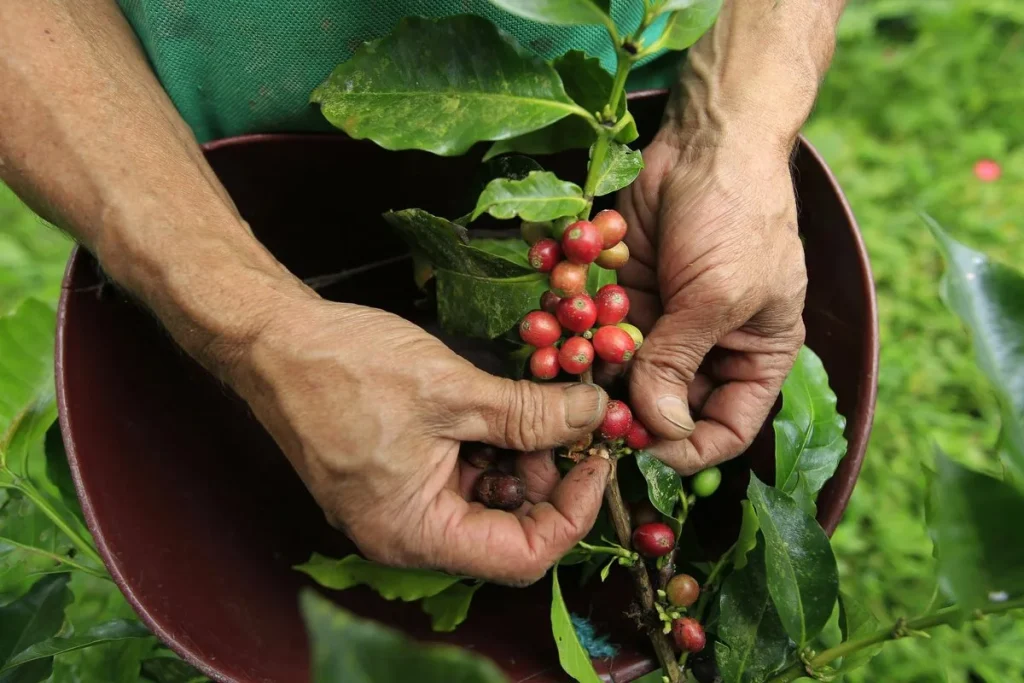 Bea trei cesti de cafea pe zi si vei slabi! Sfatul nutriționistului