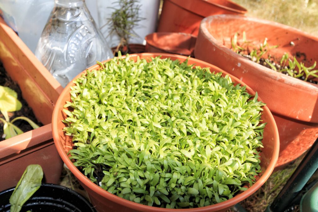 Este mai frumos decat muscata. Plantează-l acum, iar primăvara balconul tău va fi umplut cu o mare de flori.