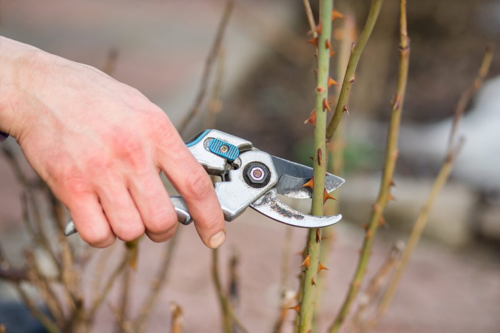 Dacă aveți plante și arbuști în casă, iată pe care trebuie să le tăiați înainte de sfârșitul lunii februarie.