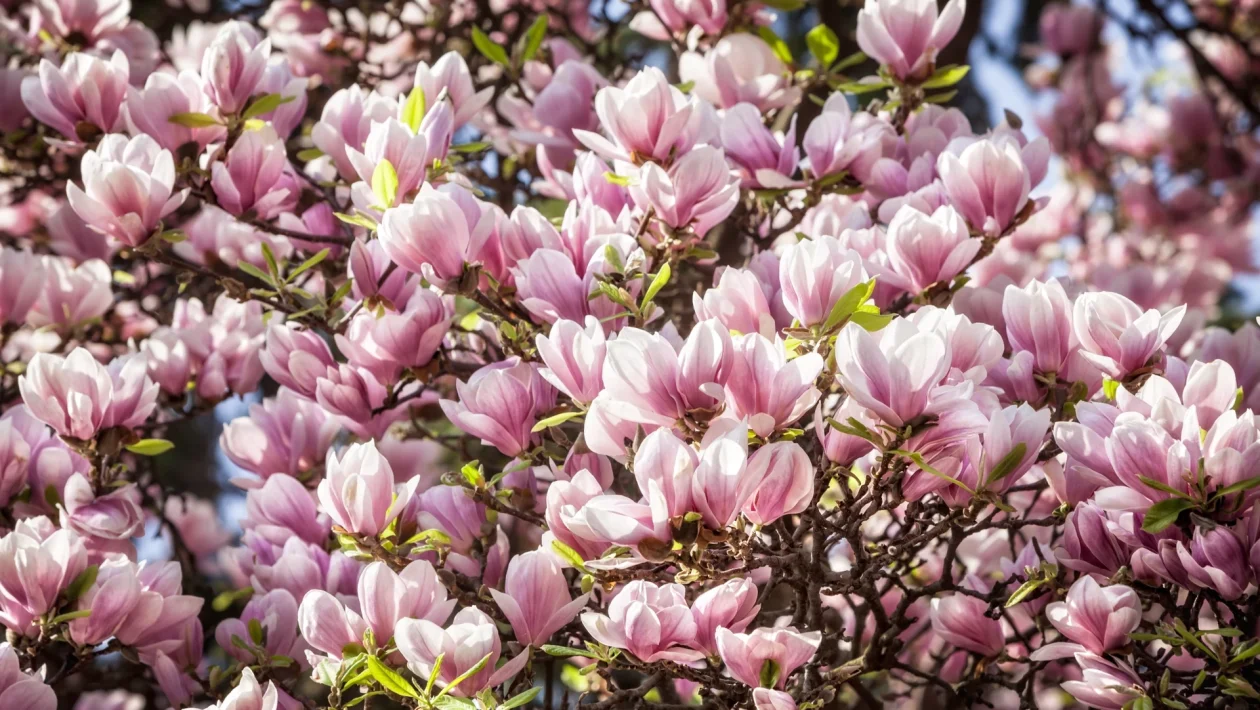 magnolia