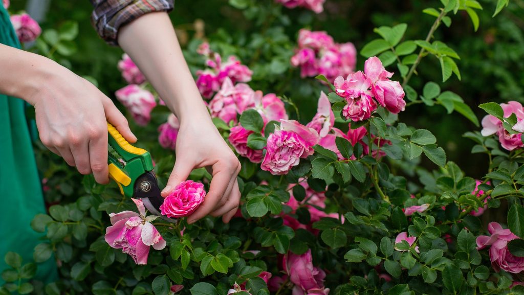 Plantați aceste plante lângă trandafiri. Grădina ta va deveni și mai frumoasă