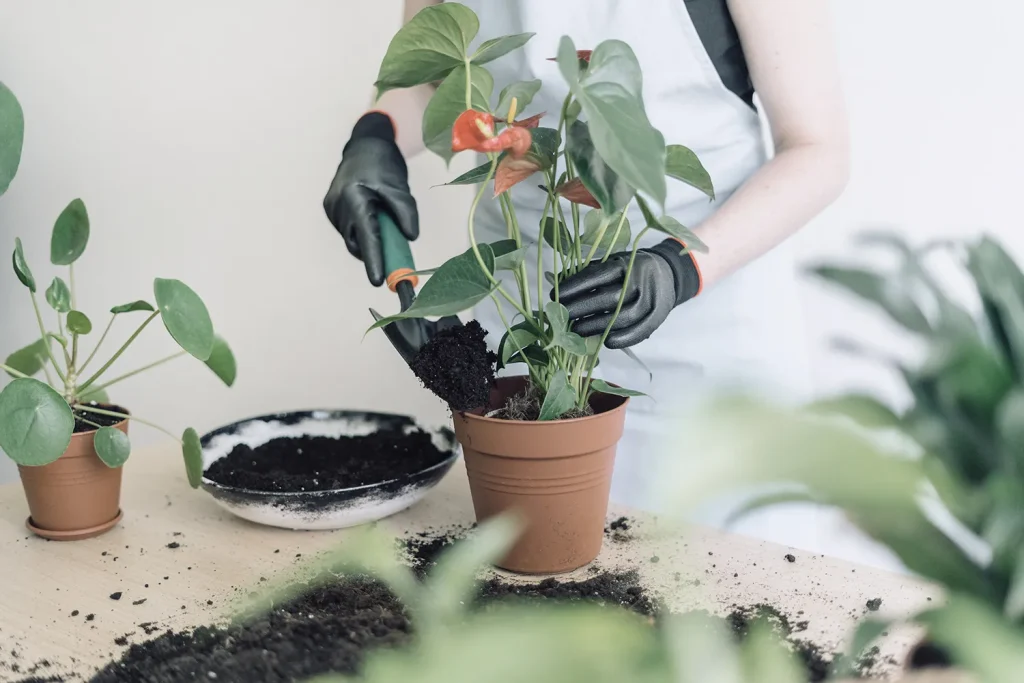 Anthurium nu înflorește? Udă-l cu acest îngrășământ de casă și nu vei putea număra mugurii.