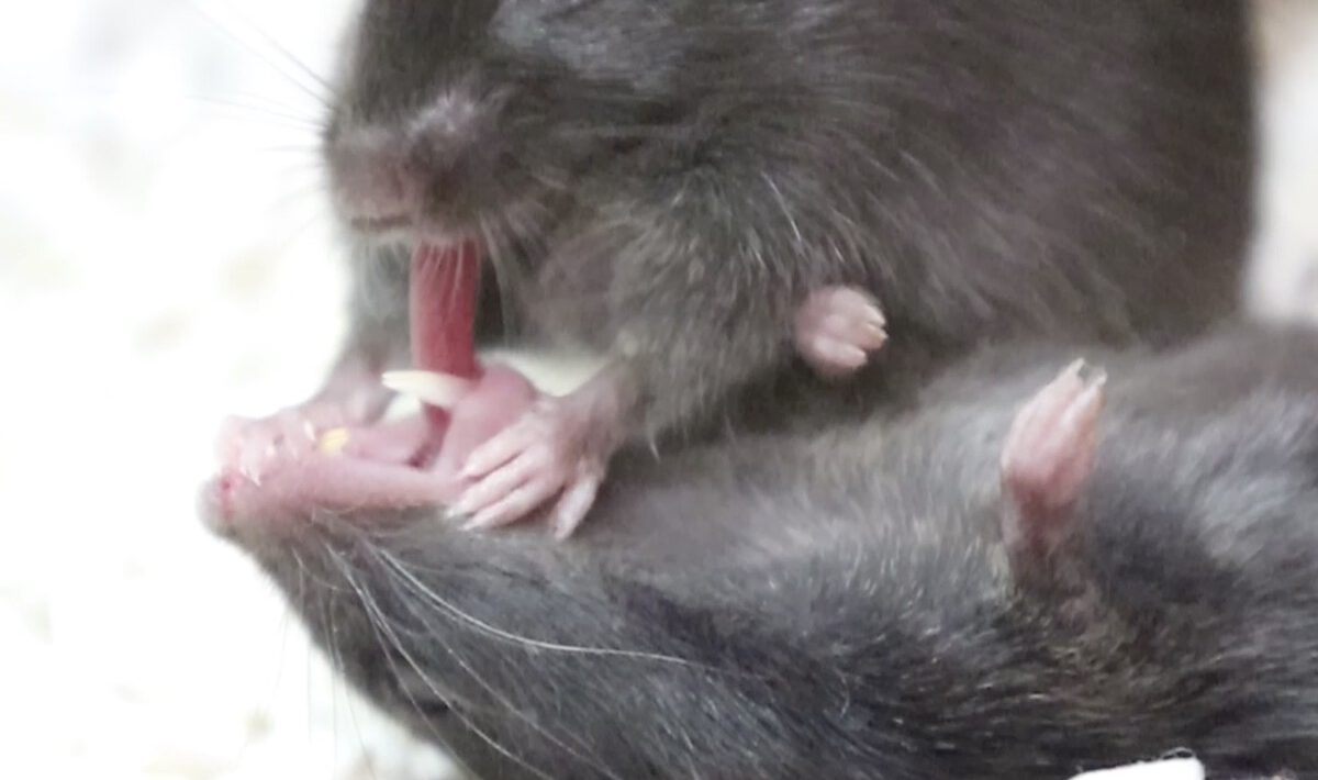 mouse