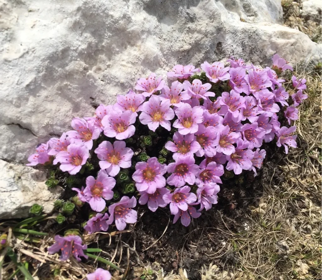 Perenne terreno che copre le piante per punti ombreggiati nel giardino. Specie coltivate meno comuni