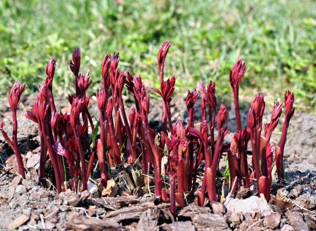 Sciogliere in acqua e bagnare la peonia. Gli steli si piegheranno sotto il peso dei fiori.