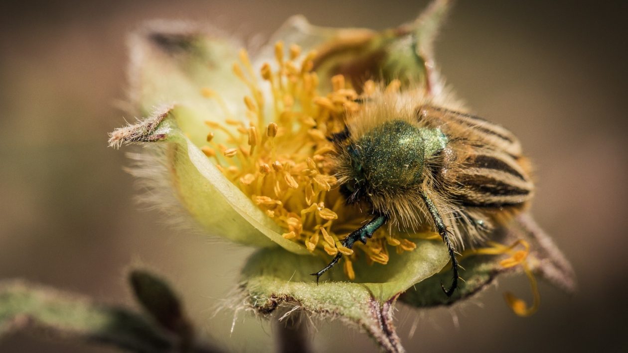 Insecte polenizatoare