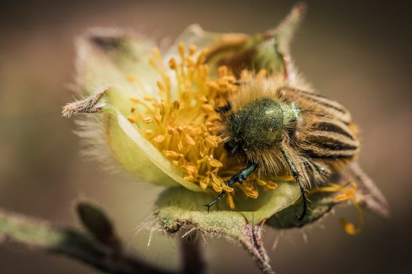 Insecte polenizatoare