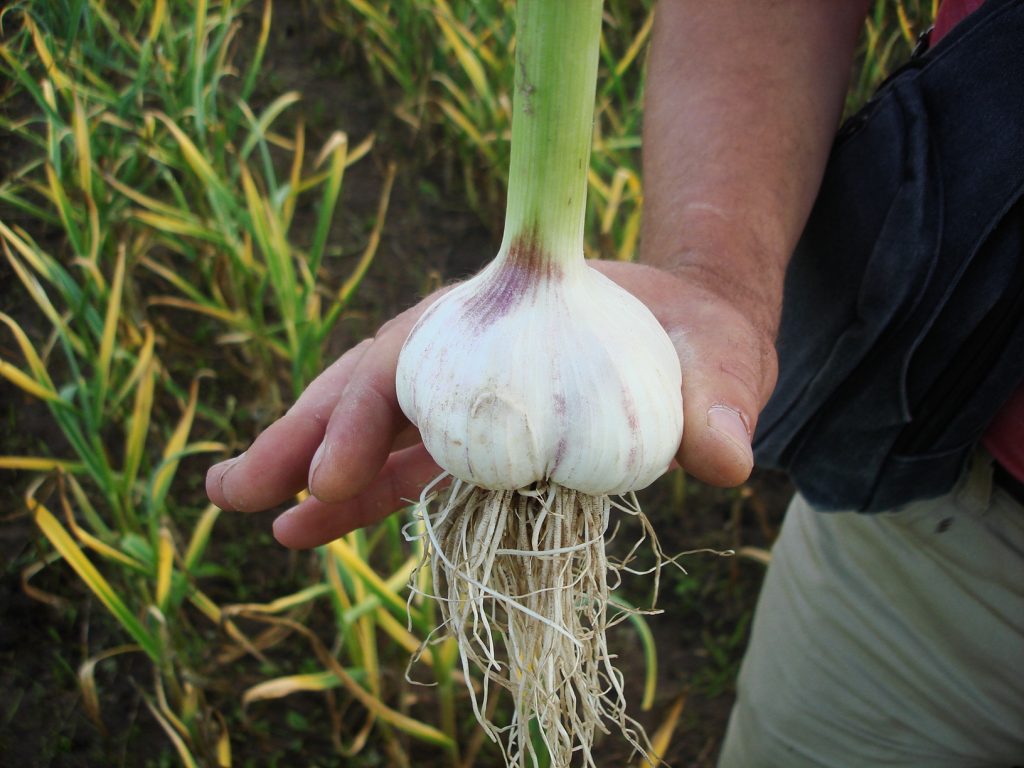 Questo aglio è pieno di pesticidi. Fai attenzione a 4 dettagli e non ti sbaglierai