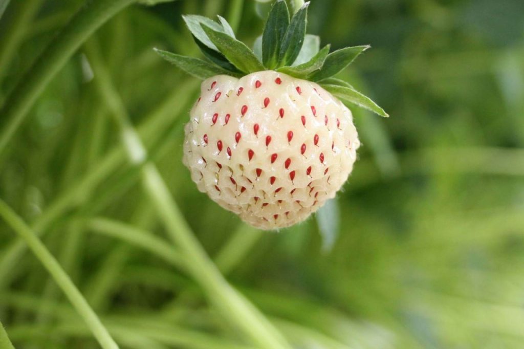 Pineberry: Boabele albe neobișnuite care a revoluționat piața agricolă