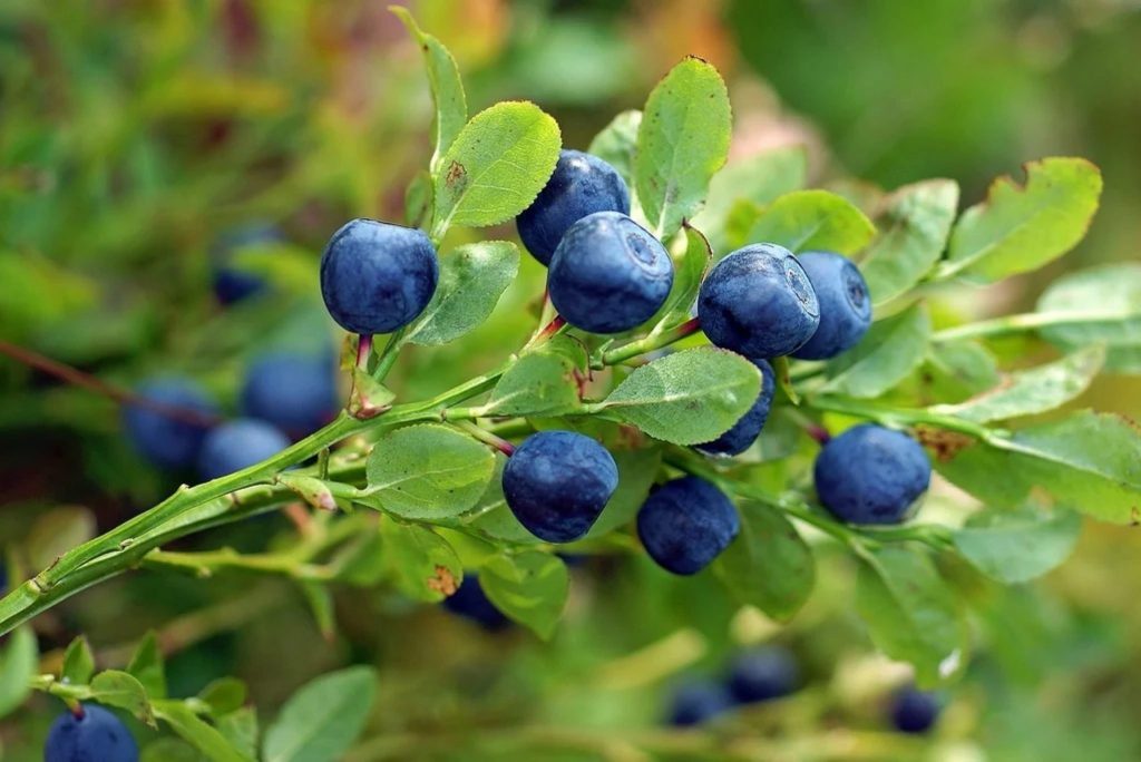 Coloro che dimenticano di farlo a marzo ne pentiranno. Non saranno quasi frutta.