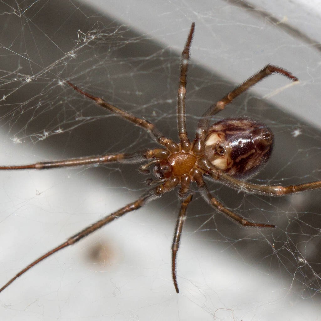 Spider in casa, fai attenzione. Ha denti e veleno, avverte di allergie.