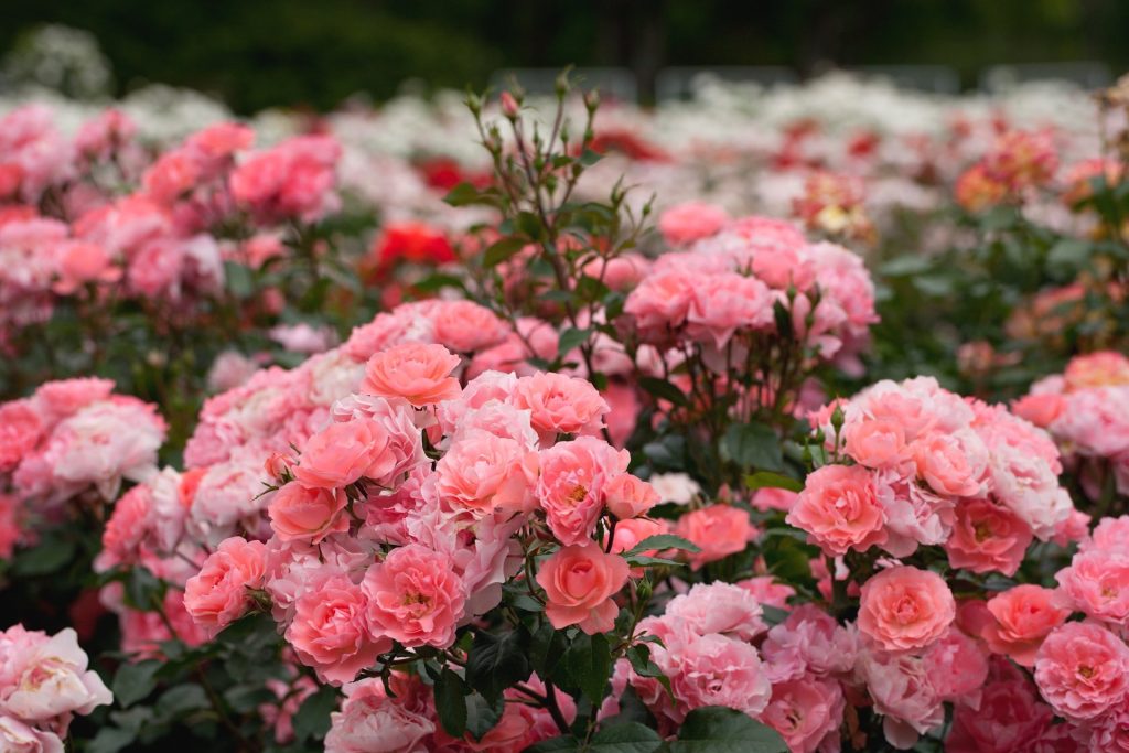 Nessun caffè, non gusci d'uovo: questo è l'ingrediente che dovresti usare per rendere delizioso le tue rose.