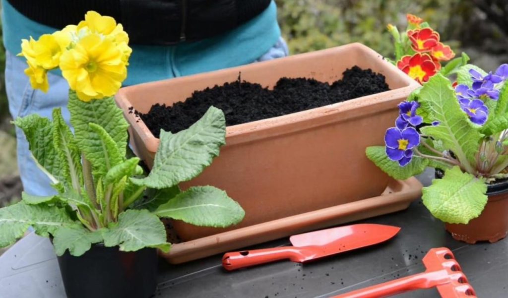 In primavera, piace l'occhio nel giardino. Fiorisce già a marzo.